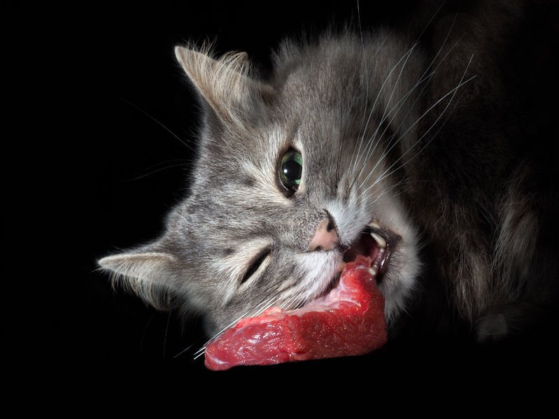 Raw Feeding For Cats?
