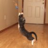 Bouncy Tail Balls! - Image 2