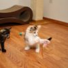 Bouncy Tail Balls! - Image 4
