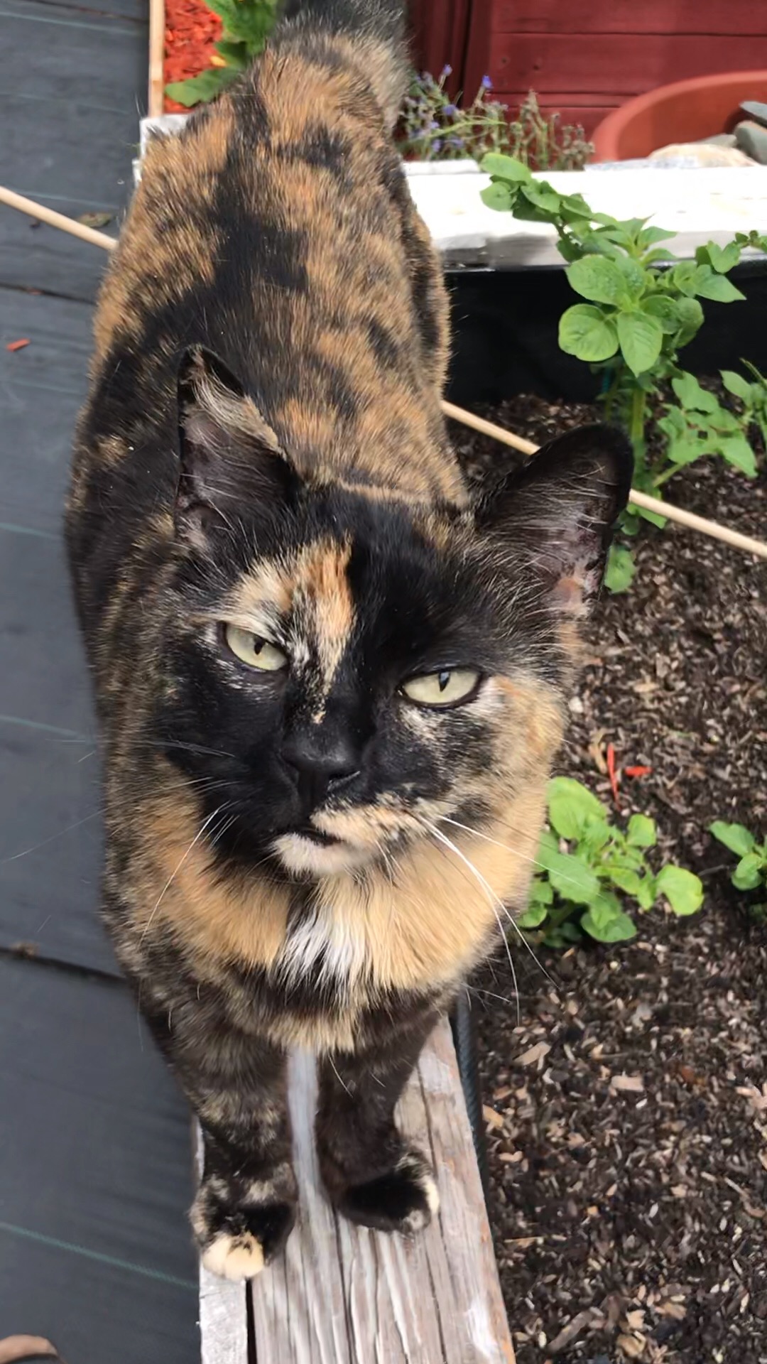 Roundup Killed My Cat