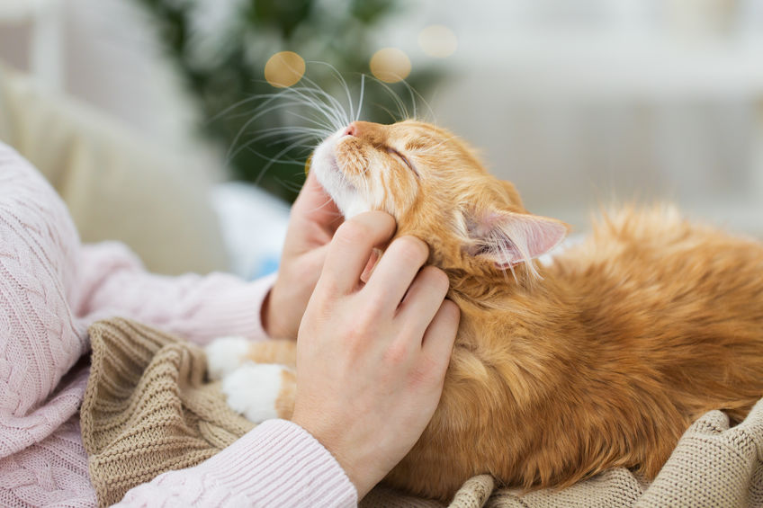 3 Behaviors To Pay Attention To With Your Cat
