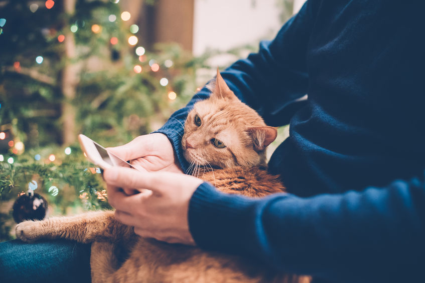 New Year Resolutions For Cat Parents