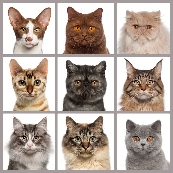 What Breeds Of Cats Live The Longest?
