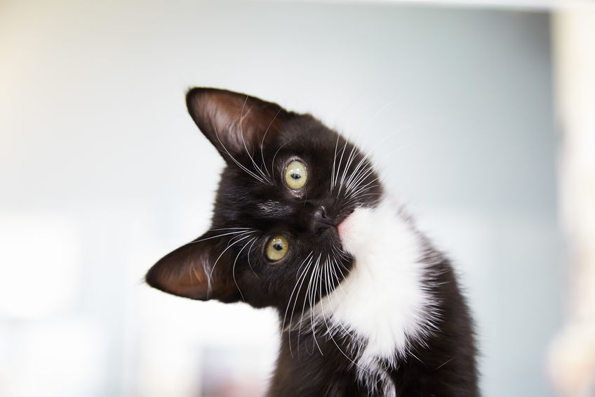 Adopting From A Shelter Vs. Breeder