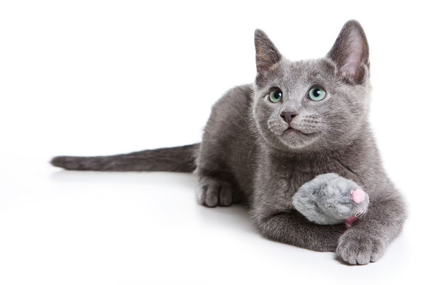 Reasons Why Cats Purr