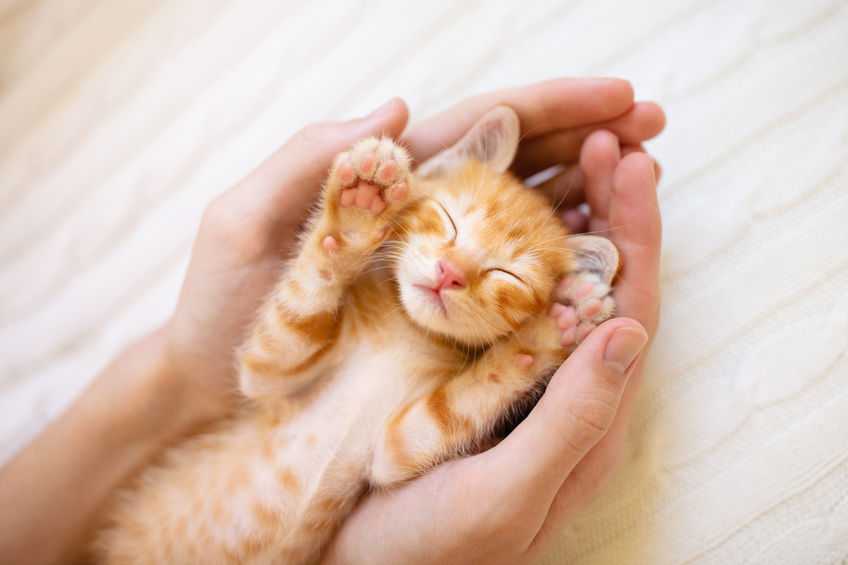 5 Tips For First Time Cat Parents
