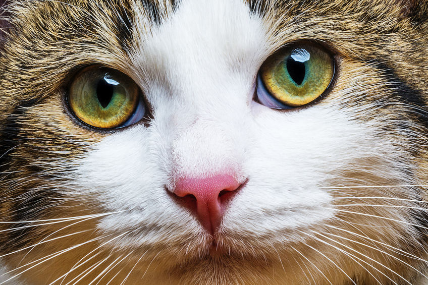 1 Simple Step To Change Your Cat’s Life