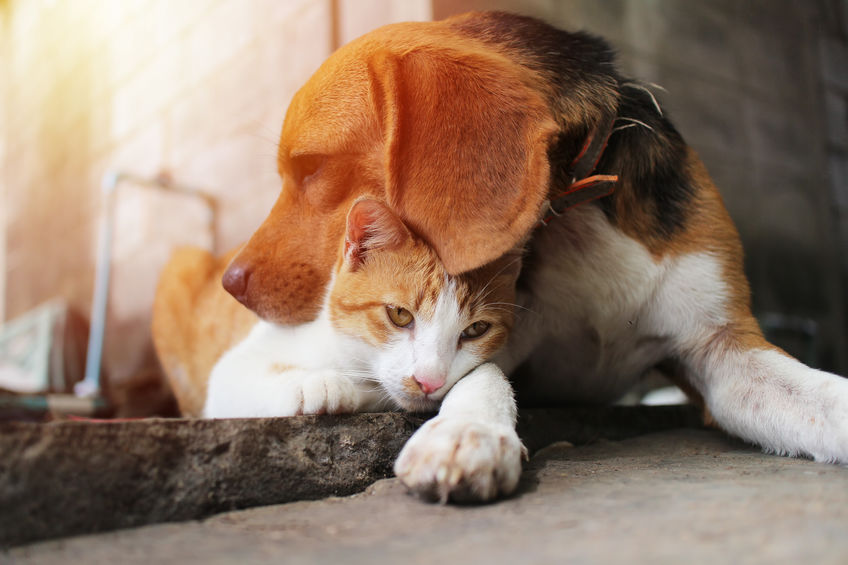 3 Reasons Why Dogs Are Easier Than Cats