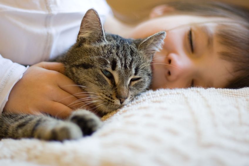 Feline Immunodeficiency Virus – FIV