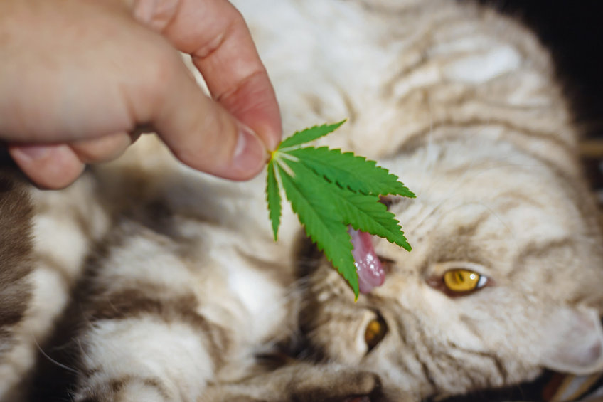 What To Know About CBD For Kitties