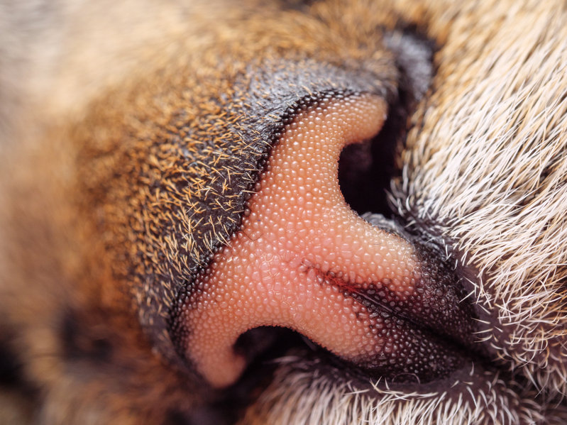 A Cat’s Sense Of Smell
