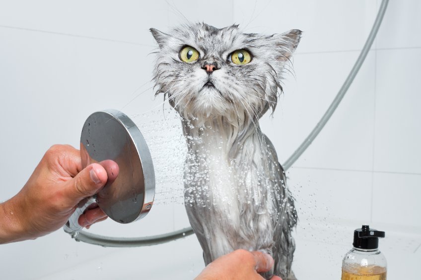 Does My Cat Need A Bath?