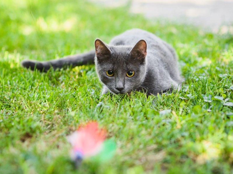 What Is The Cat Prey Sequence?