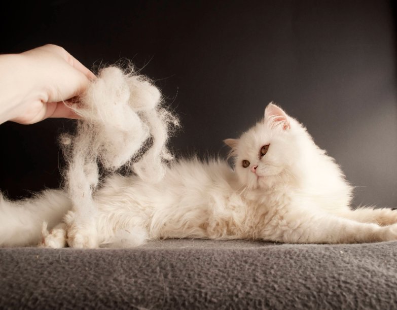 Why Is My Cat Shedding So Much?