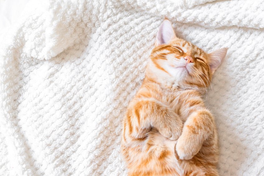 Food And Supplement Info For Cats With IBD