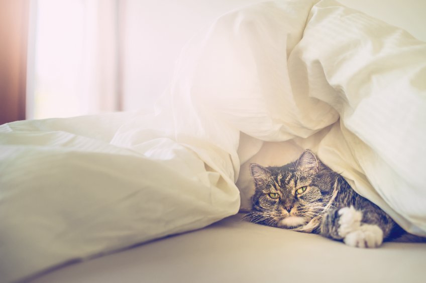 Understanding Cats That Eliminate On Your Stuff