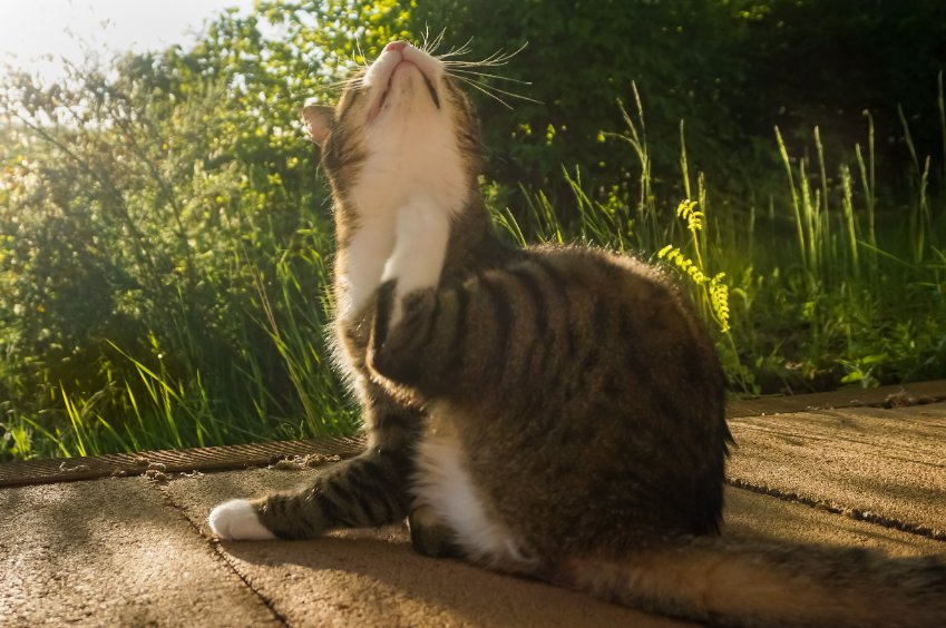 3 Steps To Cure Feline Acne