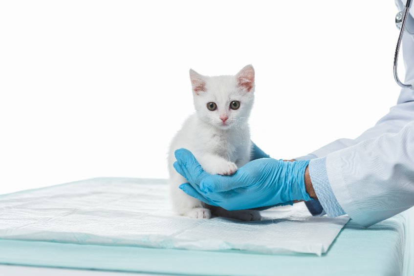 When Should You Neuter Male Cats?