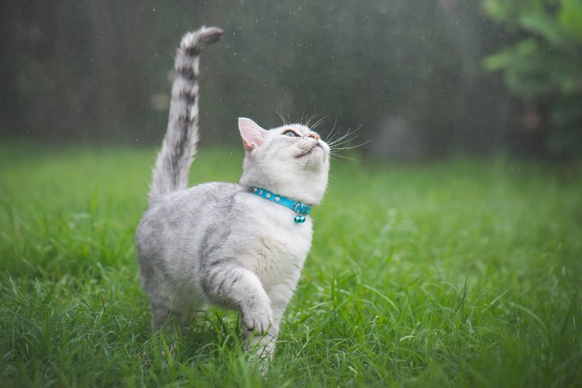 What’s Your Cat’s Tail Saying?