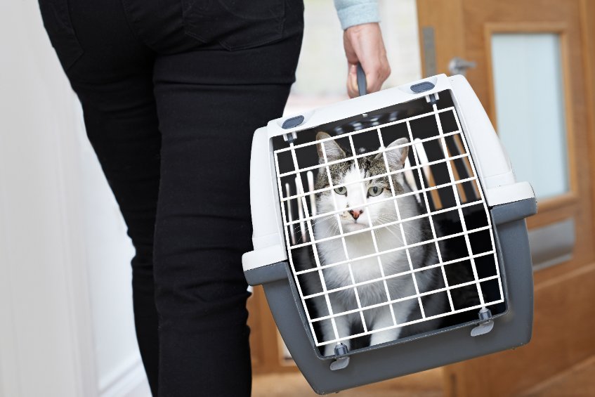 How To Make Vet Visits Easier