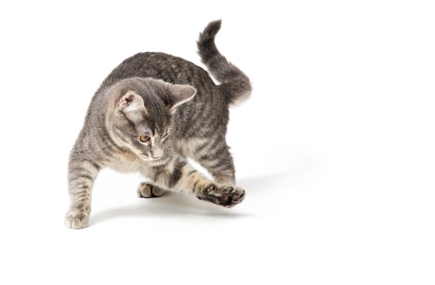 DIY Cat Food Puzzles