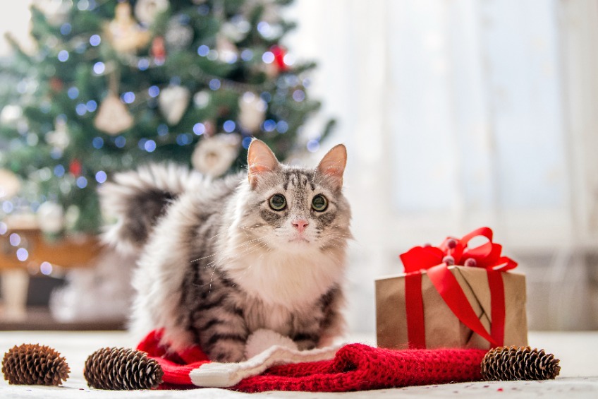 Tips For Reducing Holiday Stress