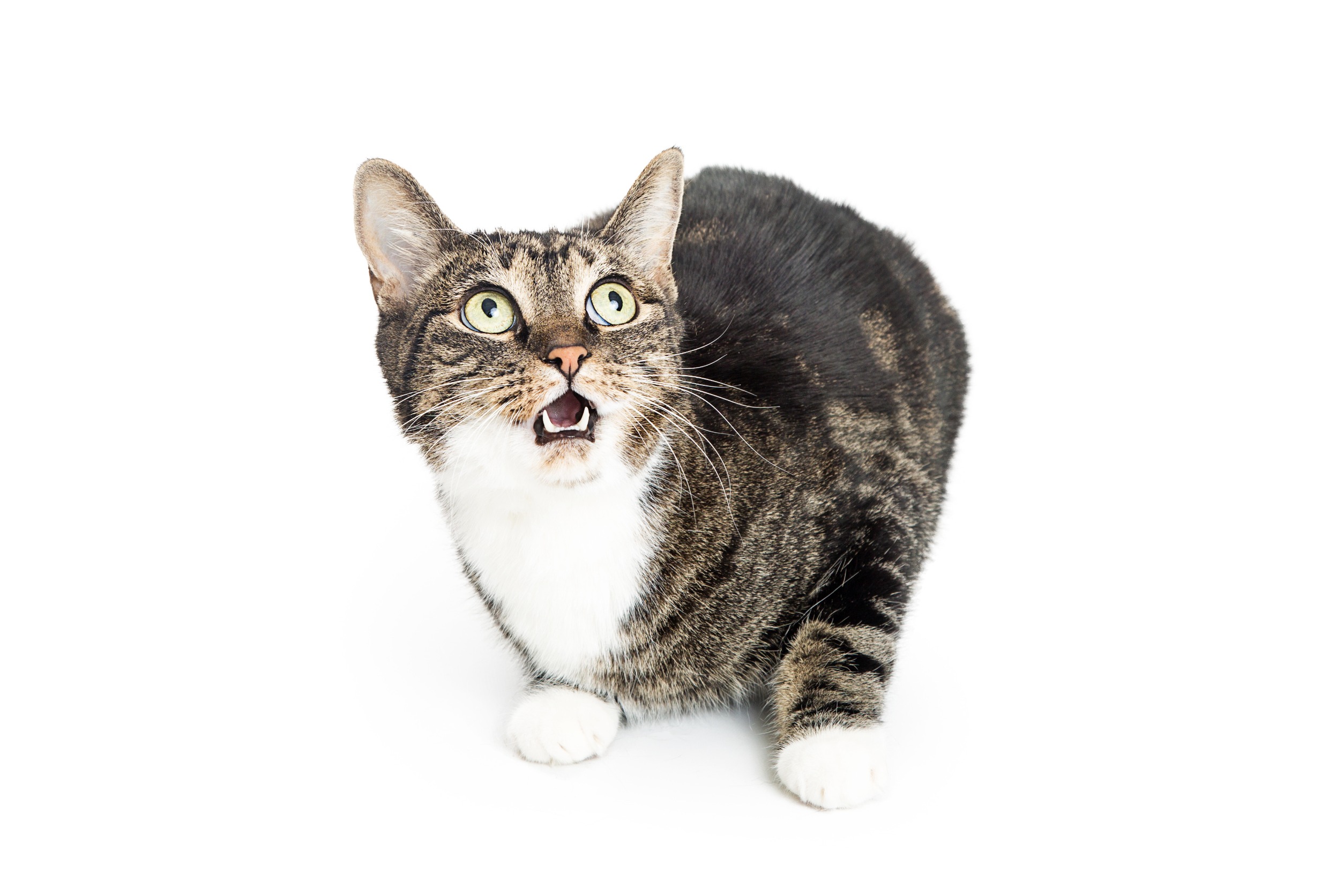 7 Deadly Things For Cats