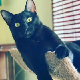 Zorro