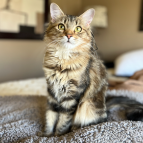Annie Olivia