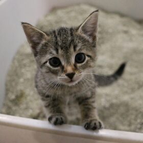 Megacolon is not a fun diagnosis for kitties. In this guide, we will explore the symptoms, causes, and natural treatments of megacolon in cats.