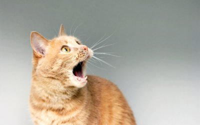 How To Clean Cat’s Teeth In Less Than 10 Seconds