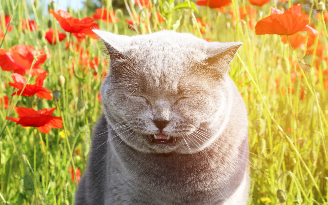 Help! My Cat Has Allergies!